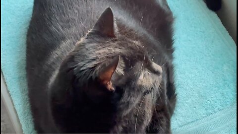 Cute Precious Piper Gives a Close Up View of Her Spa - Adopting a Cat from a Shelter Vlog