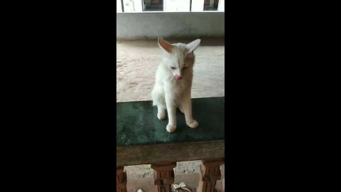 First Cat Video