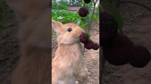 The little rabbit eats red bayberry and makes me want to look at it. Cute pet rabbit. Cute pet in t