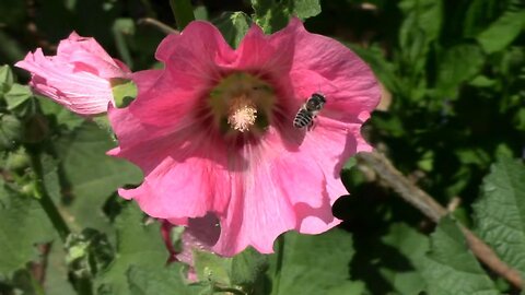 Leaf Cutter Bees: Nature's Precision Architects in Action