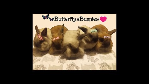 6 Bunnies Hoppin Around