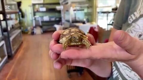 Chica entrevista a animales.