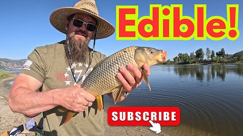 Springtime Carp Fishing Lake Elsinore 