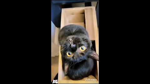 🐱Funny Cat time❤️🐾
