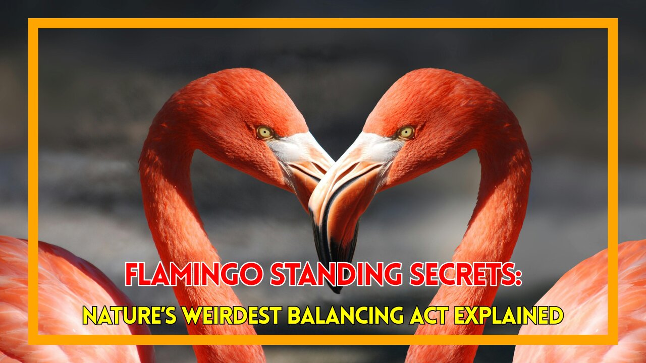 Flamingo Standing Secrets Nature’s Weirdest Balancing Act Explained