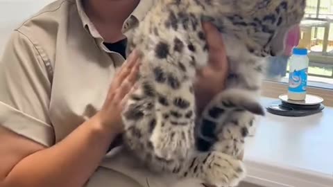 FELON CUBS TOO STINKING CUTE!