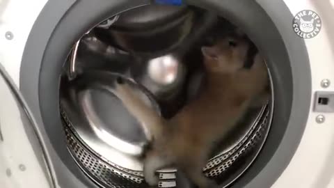 Breaking: Animals vs. Wheels | Funny Pet Compilation 2020