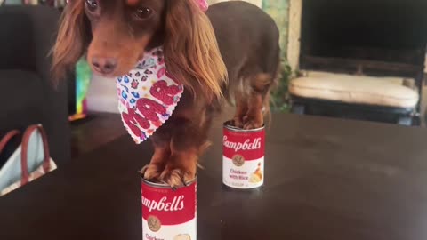 Dachshund Nicki Minaj Stiletto Challenge