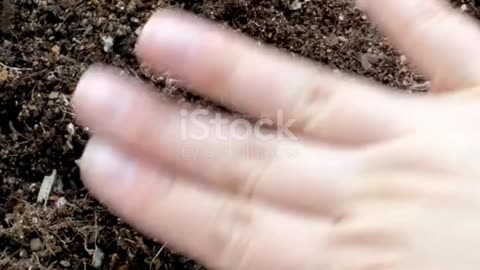 Urban Survival Gardening Explainer #prepping #shtf #shtfsurvival