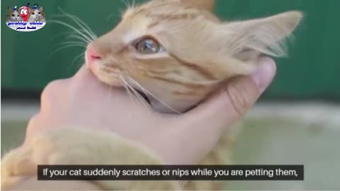 5 Weird Things Cats Do – And What They Really Mean! 🐱🔍