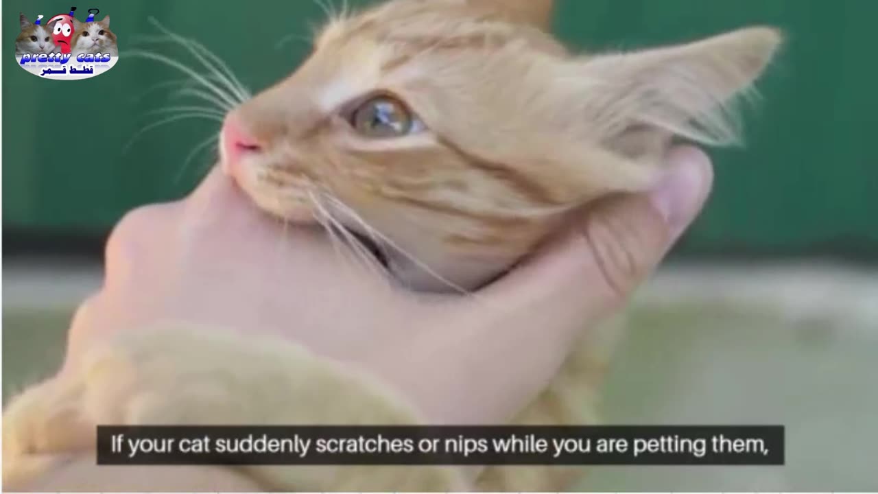 5 Weird Things Cats Do – And What They Really Mean! 🐱🔍