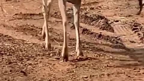 Injured Deer Walks Slowly