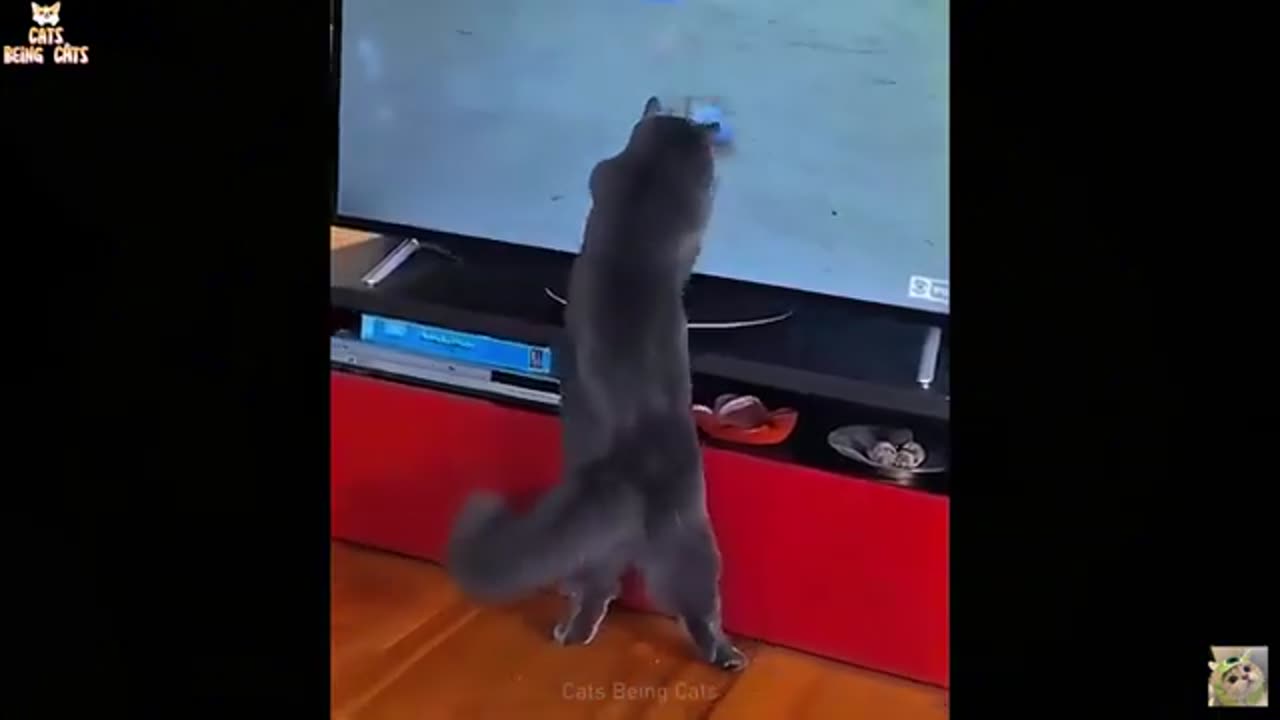 Funny CATS Videos Compilation 😹 You Can't Stop Laughing!