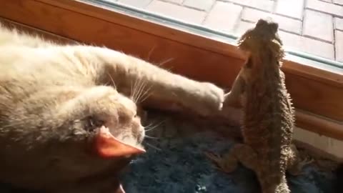 WOW Funny cats | Funny animal videos | Funny dogs and cats videos | try not to laugh | cat tv