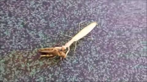 praying mantis eating a grasshopper