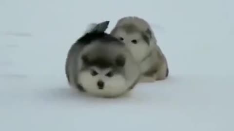 Fluffy Alaskan Malamute puppy