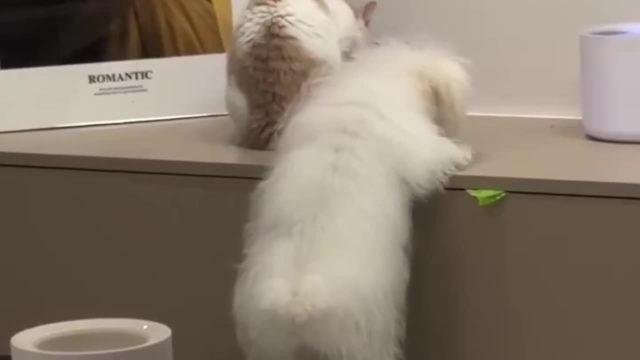 Cannot reach the cat 🥺