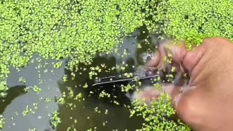 beautiful video of iphone