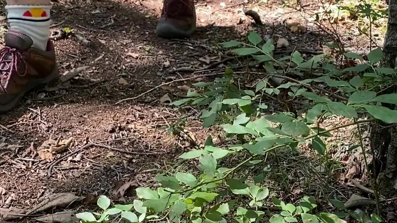 A WALK IN THE WOODS!