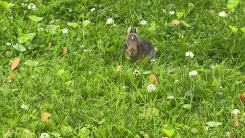 Tiny Baby Bunny