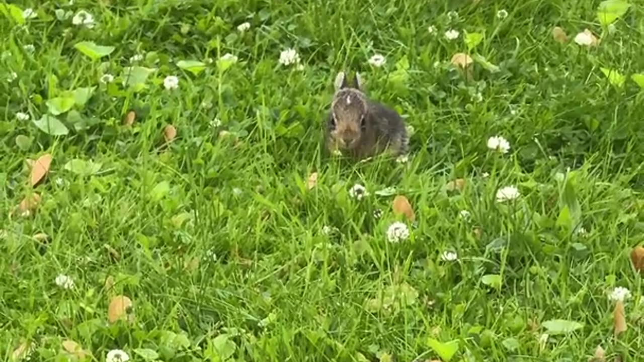 Tiny Baby Bunny