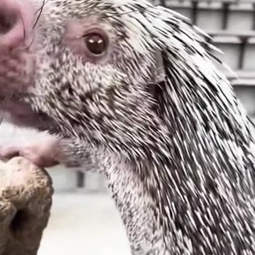 Can porcupines be pets too? Get ready to fall in love! 🦔❤️