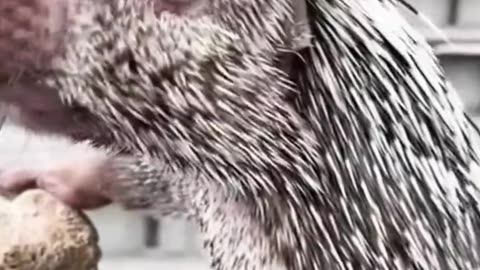 Can porcupines be pets too? Get ready to fall in love! 🦔❤️