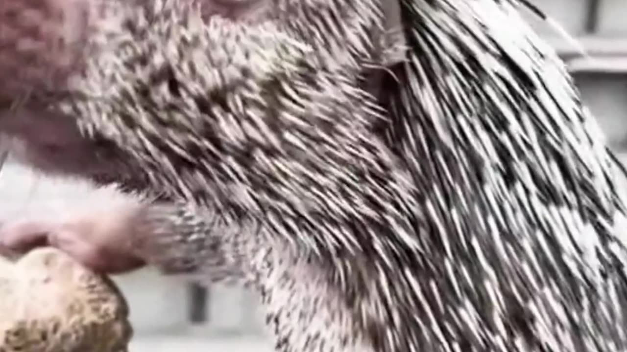 Can porcupines be pets too? Get ready to fall in love! 🦔❤️