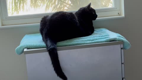 Cute Precious Piper Practices Her Letter L in Her Spa - My Adopted Shelter Cat Vlog