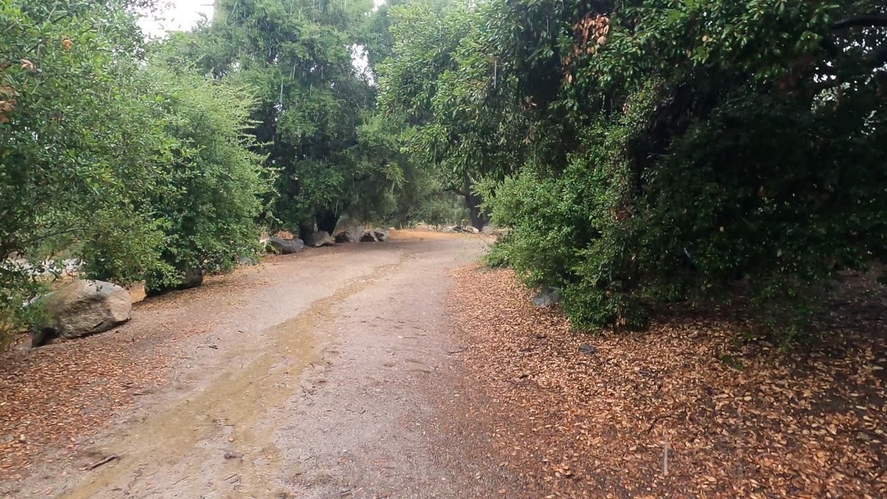 Rain