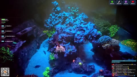 24/7 Real Live Reef Stream