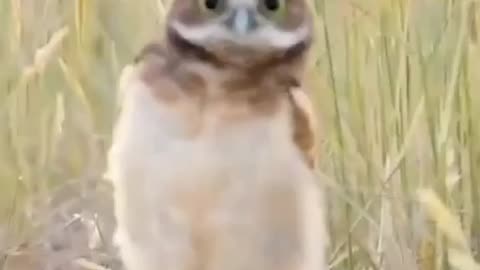"Who Gave This Owl So Much Attitude? 😳🦉"