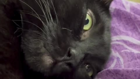 Cute Precious Piper Gets Ready to Go to Sleep -My Adopted Shelter Cat Vlog #shorts