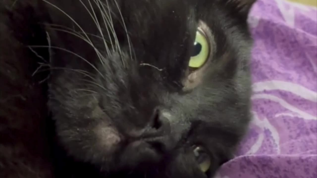 Cute Precious Piper Gets Ready to Go to Sleep -My Adopted Shelter Cat Vlog #shorts