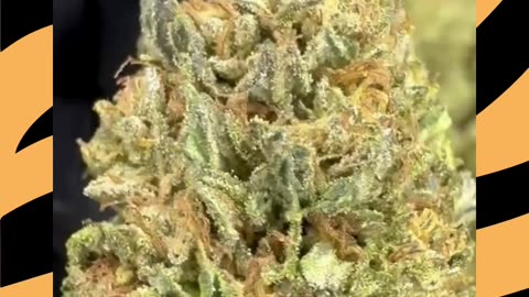 Tiger Cake (26% THCa) Classic Reserve Indica | Vanilla Cream + Diesel | Potent Flower for Wholesale