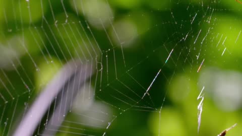 Jumping Spider's Deadly Web_ See Its Hunting Secrets!