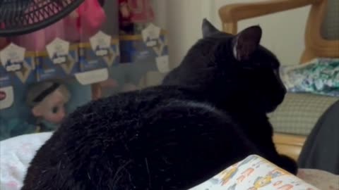 Cute Precious Piper Guards the Purse - Adopting a Cat from a Shelter Vlog #shorts