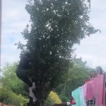 Tree Gets Enriched in London