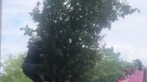 Tree Gets Enriched in London