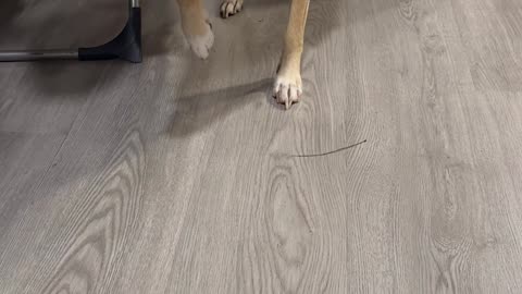 Tip Toe to the Truth