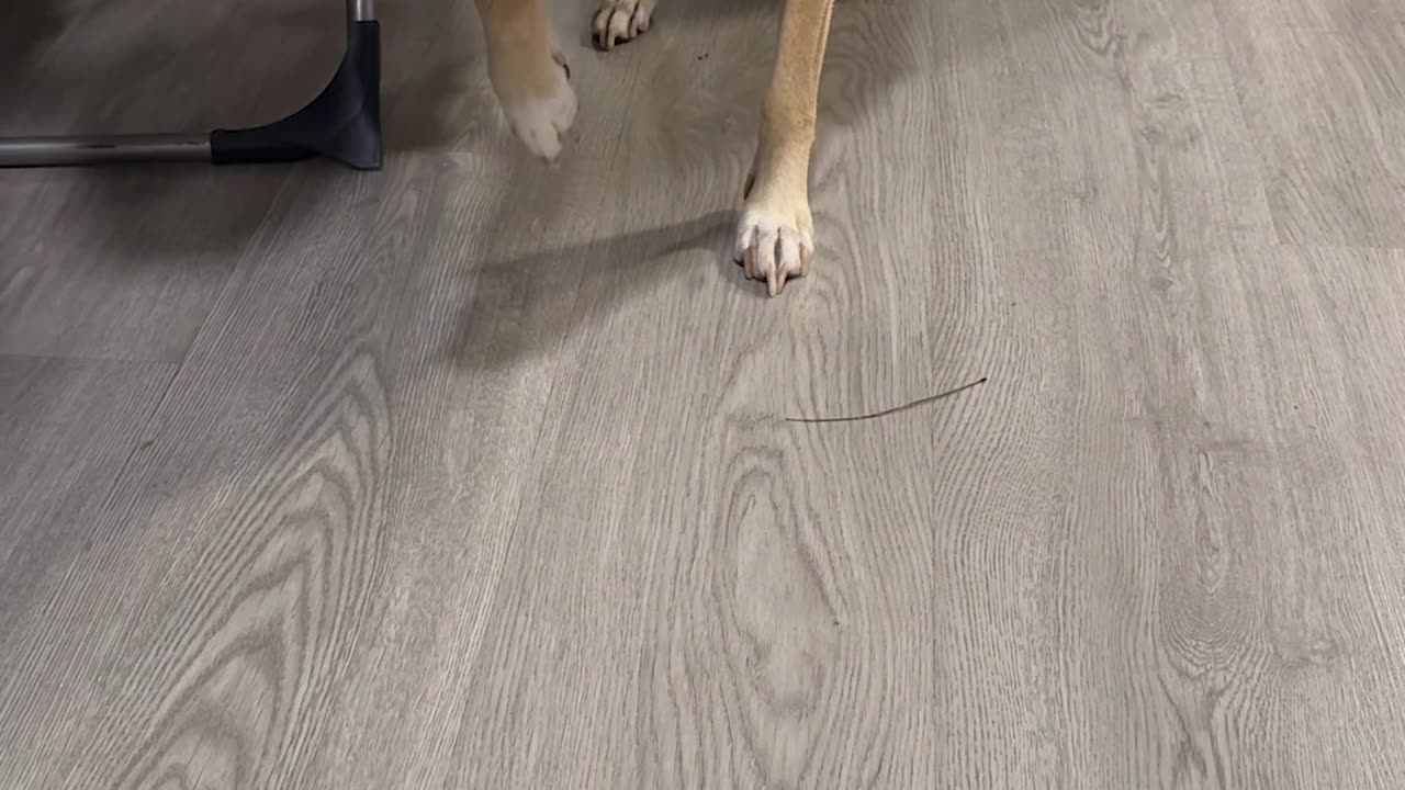 Tip Toe to the Truth