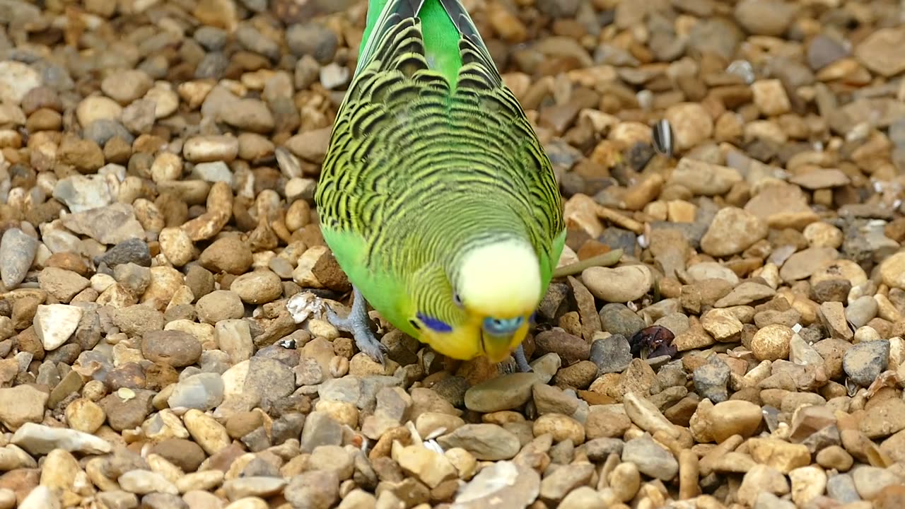 Cute parrot