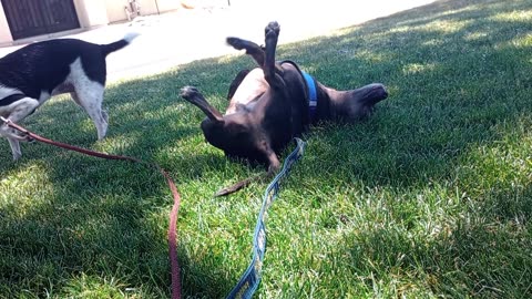 ChaCha Kiko in grass 105 degree day Sprinkler off&on Doggies sniff round 4 freedom shade20250731746