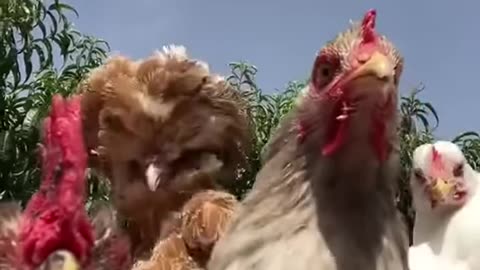 Let's dance