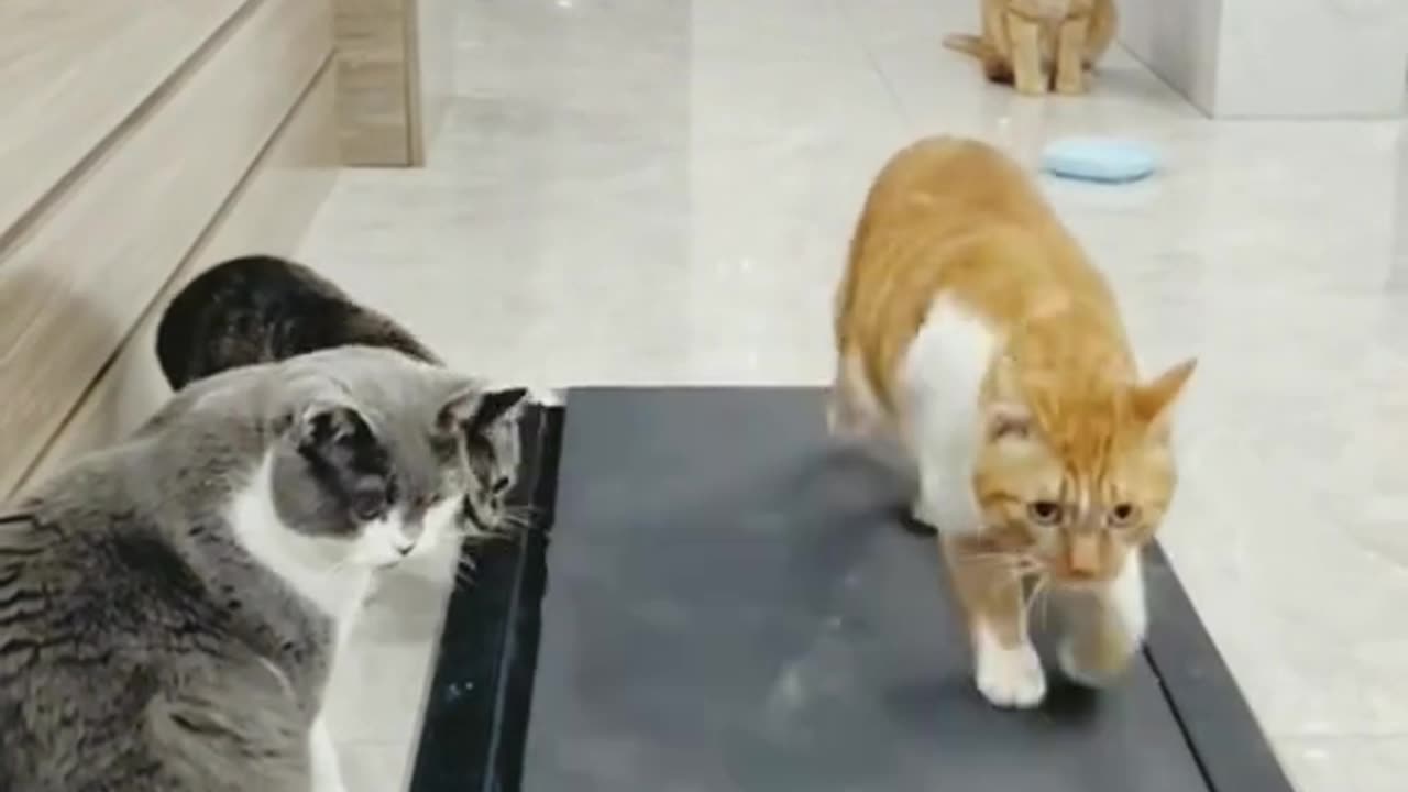 Cute cats on internet
