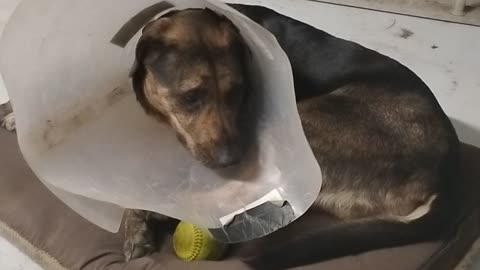 BLUE LOVES HER SOFT BALL