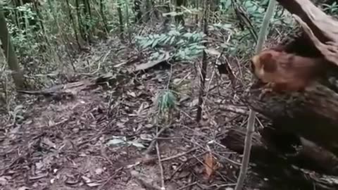 Flying Squirrel Glides Through the Forest Canopy