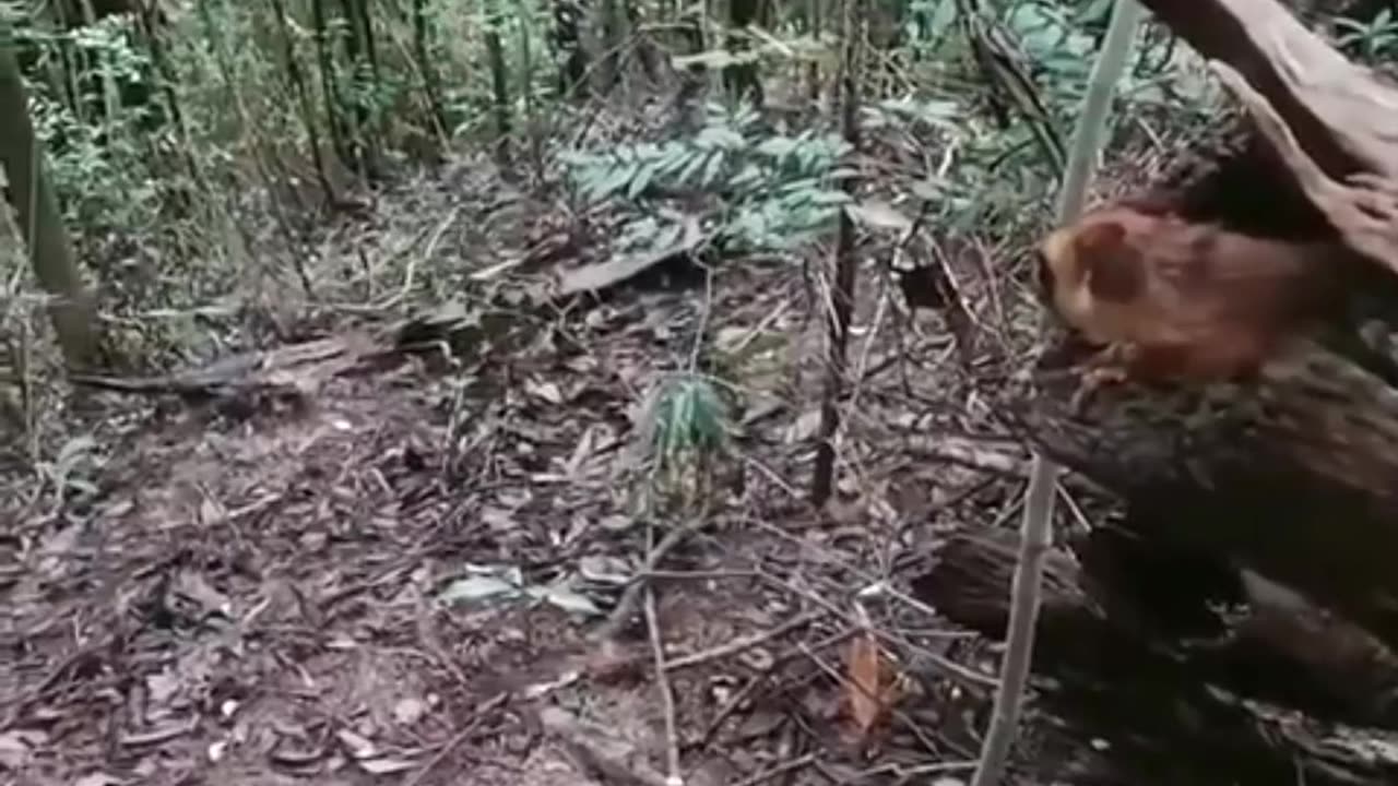 Flying Squirrel Glides Through the Forest Canopy