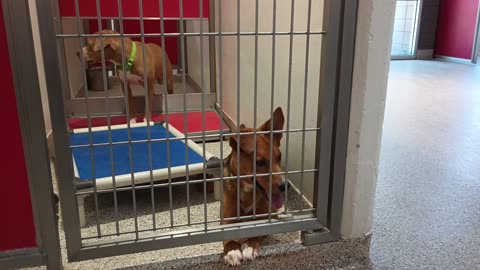 Daisy-Mae 11mos A864378 Tobi 2y A866641 kennel 191 PACC shelter20250709_86