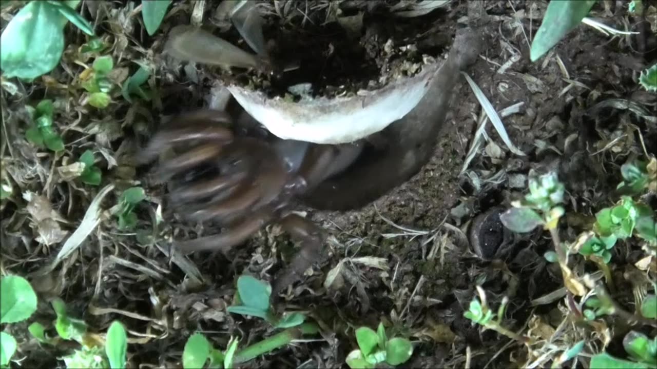 Trapdoor Spider Snatches Various Victims